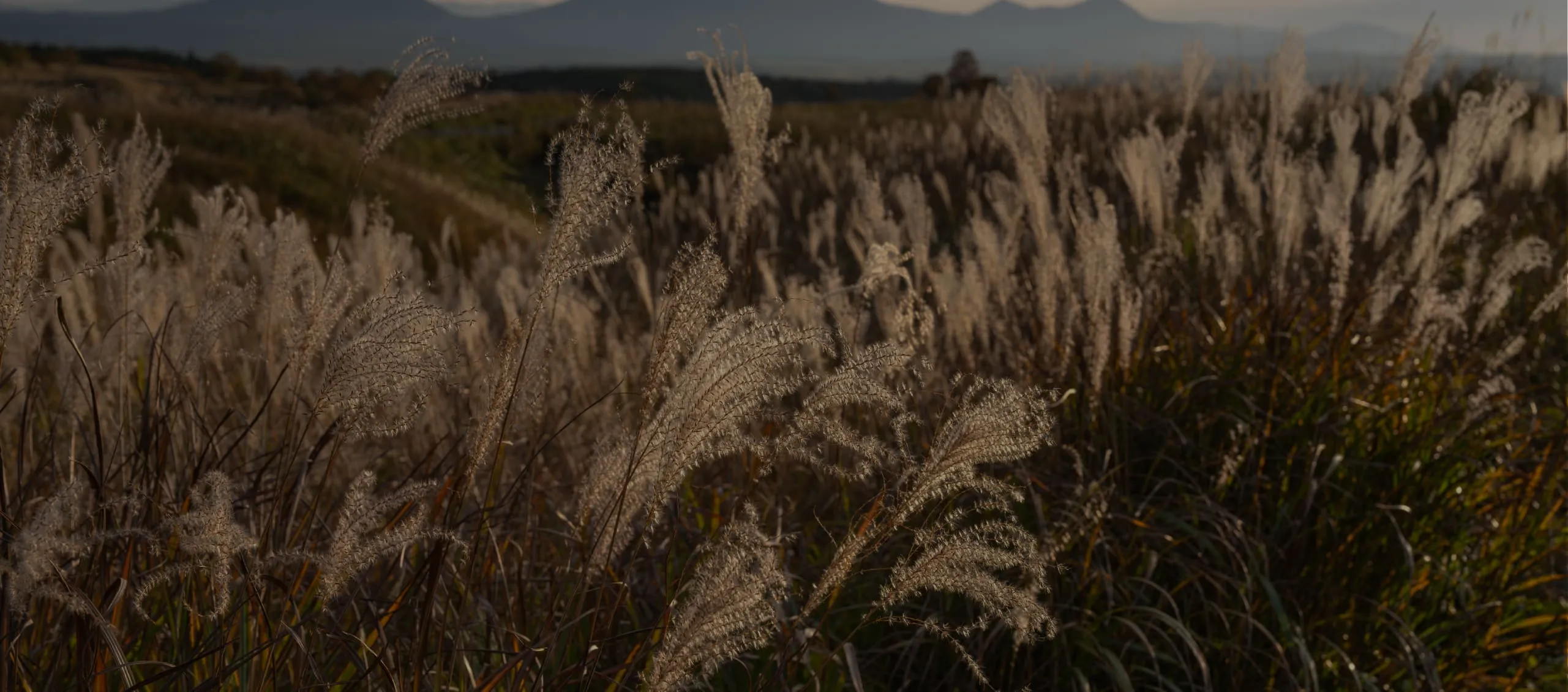竹中大工道具館 植物×匠展解説